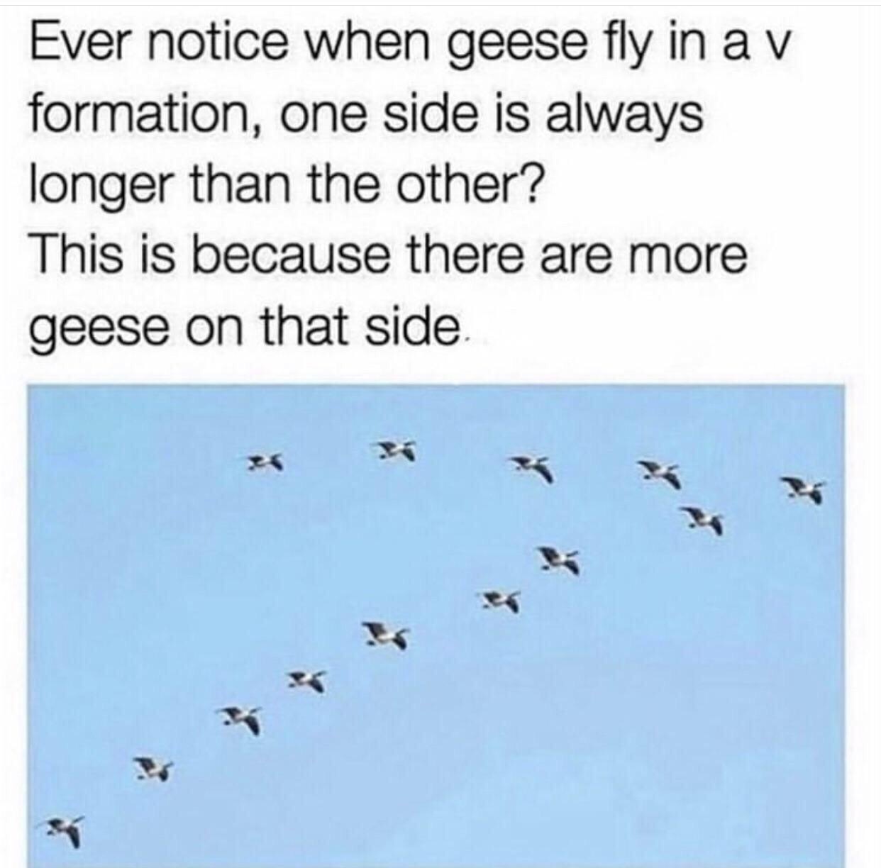 birds fly in v meme - Ever notice when geese fly in a v formation, one side is always longer than the other? This is because there are more geese on that side.