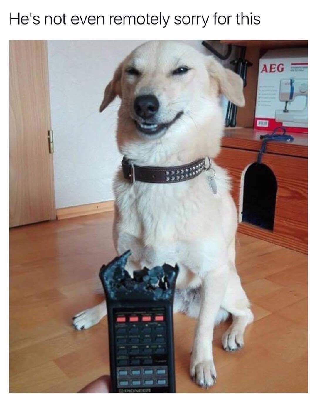 he's not even remotely sorry - He's not even remotely sorry for this Aeg