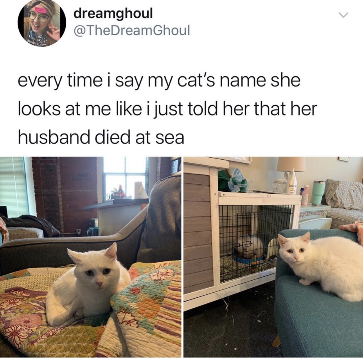 cat husband died at sea - dreamghoul every time i say my cat's name she looks at me i just told her that her husband died at sea