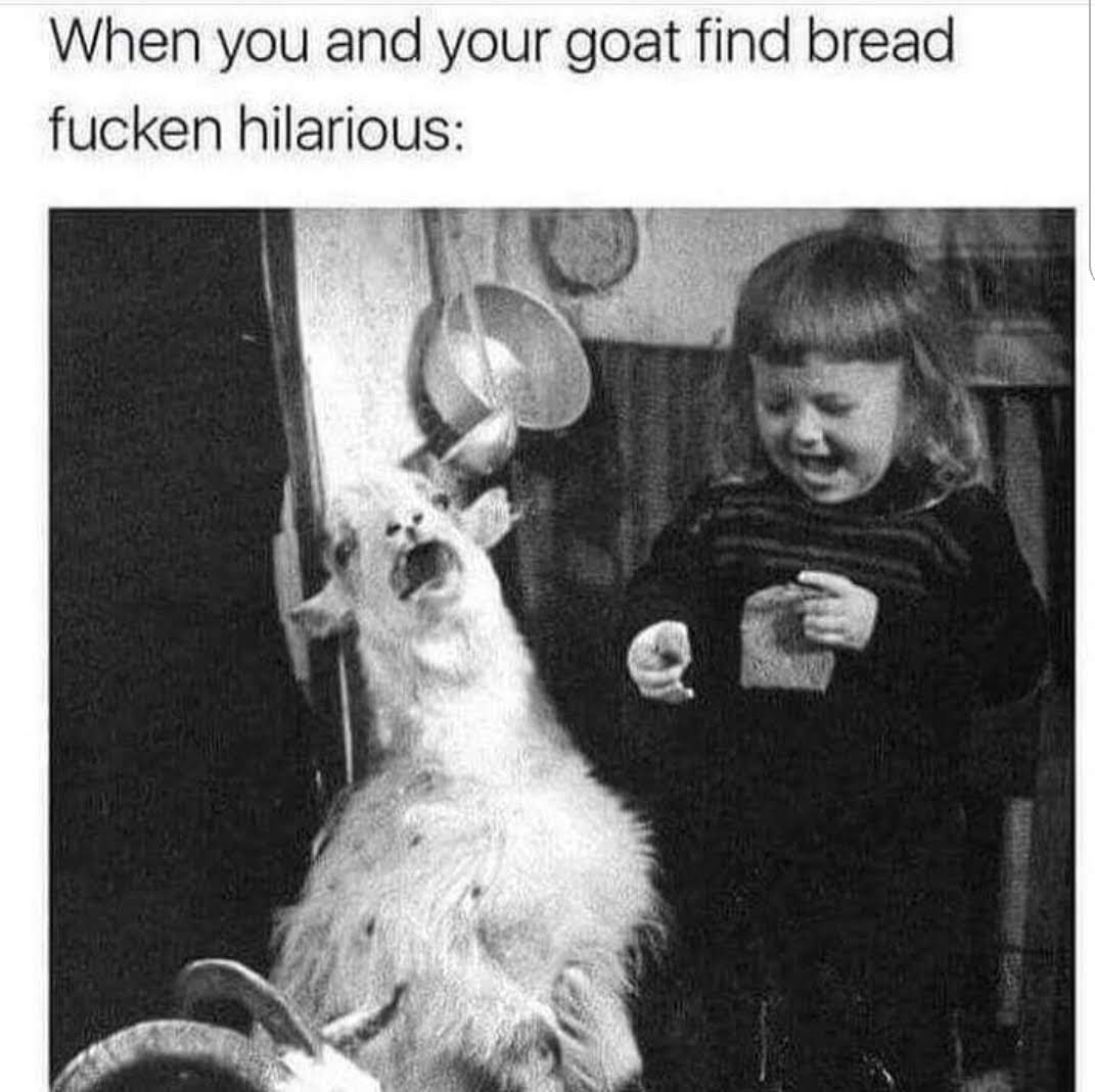 goat bread hilarious - When you and your goat find bread fucken hilarious