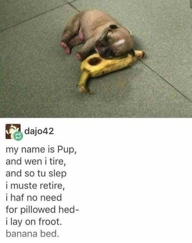 banana bed dog meme - dajo42 my name is Pup, and wen i tire, and so tu slep i muste retire, i haf no need for pillowed hed i lay on froot. banana bed.