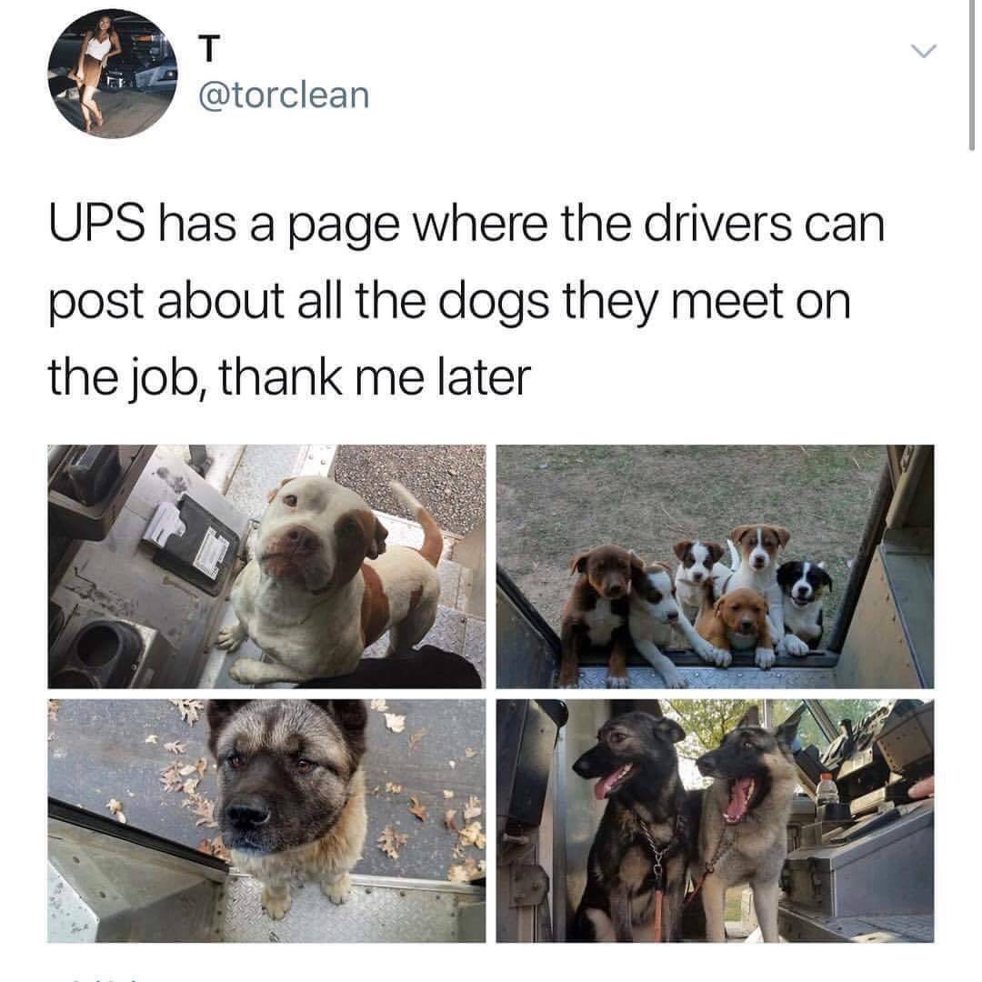 ups drivers post dog - Ups has a page where the drivers can post about all the dogs they meet on the job, thank me later