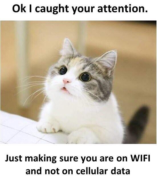 happy cat - Ok I caught your attention. Just making sure you are on Wifi and not on cellular data