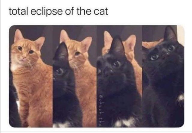eclipse gatos - total eclipse of the cat @ ct the