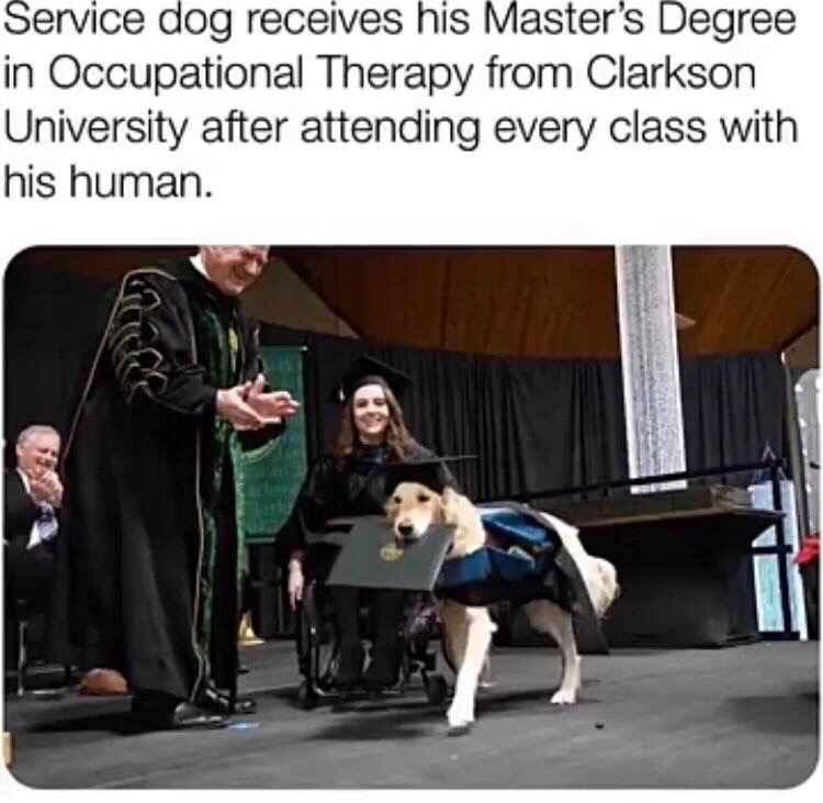 service dog receives master's degree - Service dog receives his Master's Degree in Occupational Therapy from Clarkson University after attending every class with his human.