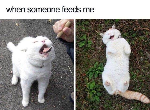 wholesome animal memes - when someone feeds me