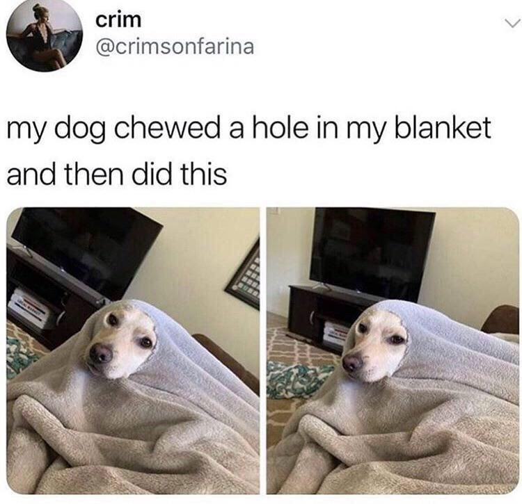 dog memes - crim my dog chewed a hole in my blanket and then did this