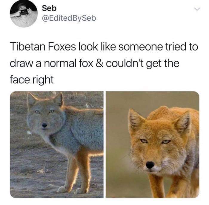 tibetan fox looks like someone tried to draw - Seb Seb Tibetan Foxes look someone tried to draw a normal fox & couldn't get the face right