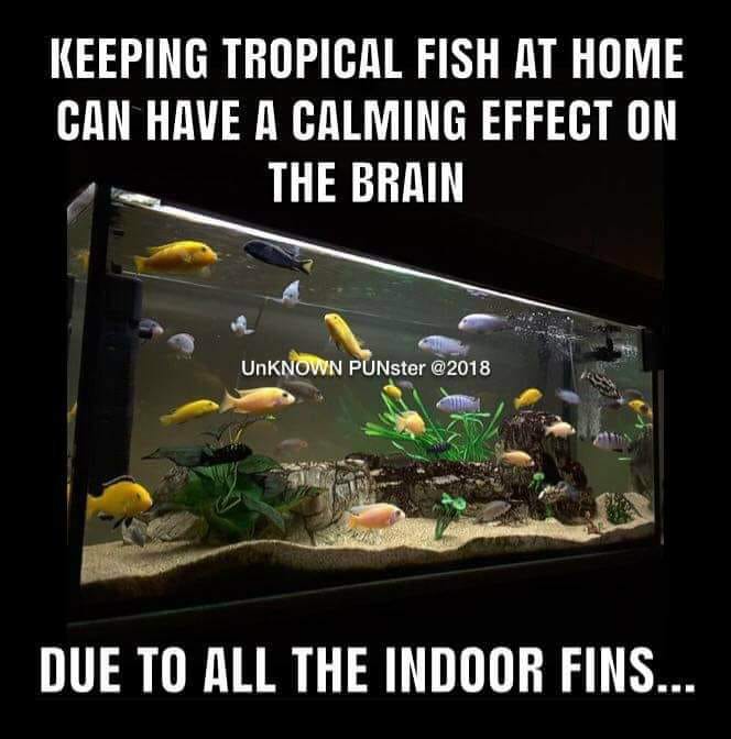 aquarium price in kenya - Keeping Tropical Fish At Home Can Have A Calming Effect On The Brain UnKNOWN PUNster Due To All The Indoor Fins...