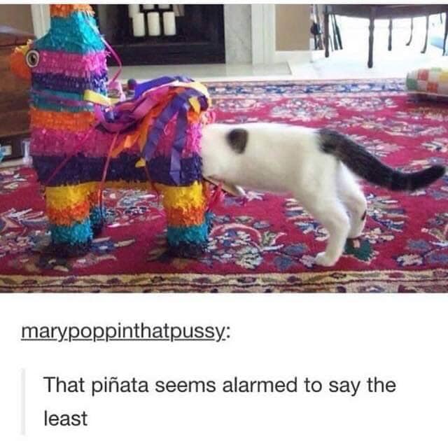 pinata cat - marypoppinthatpussy That piata seems alarmed to say the least