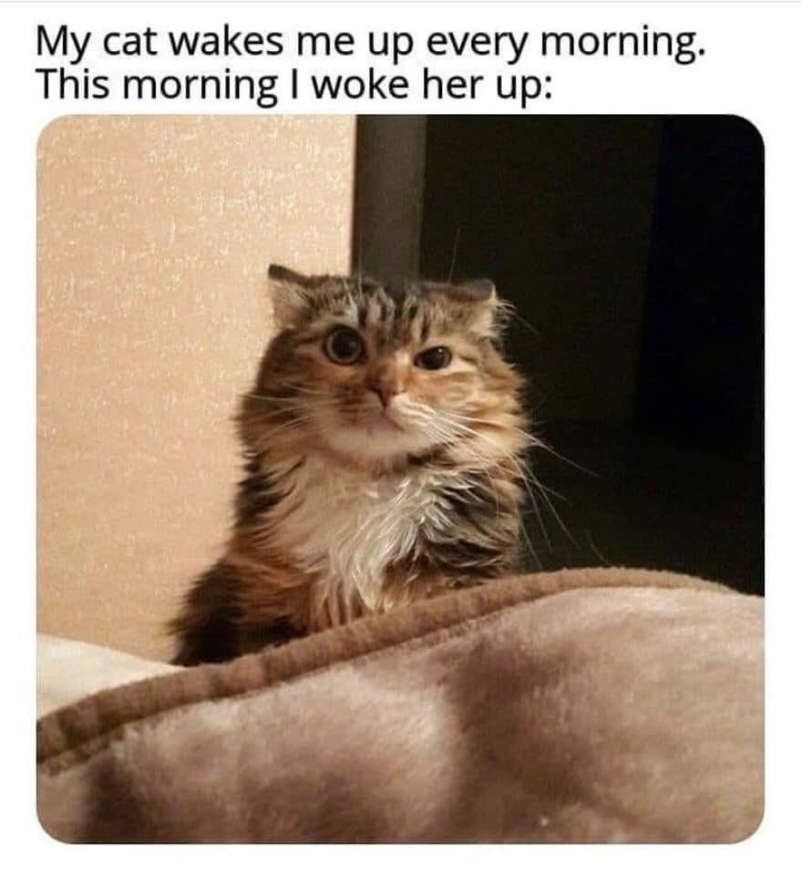 Meme - My cat wakes me up every morning. This morning I woke her up