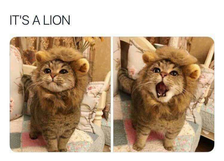 cat in a lion costume - It'S A Lion