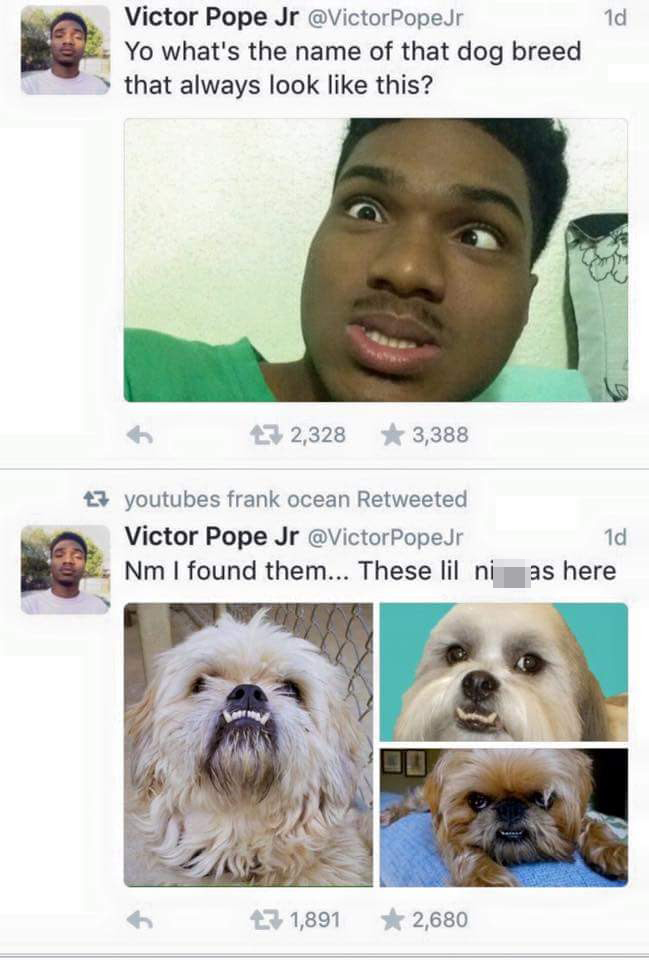 dogs that look like this meme - Victor Pope Jr Pope Jr Yo what's the name of that dog breed that always look this? 232,328 3,388 27 youtubes frank ocean Retweeted Victor Pope Jr Poper Nm I found them... These lil nias here id 2,680