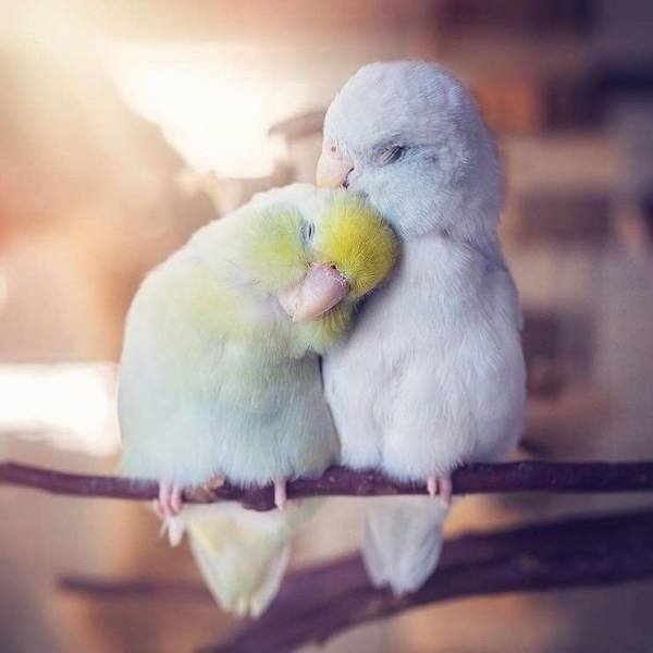 cute birdies