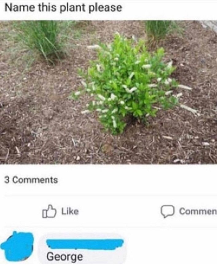 name of this plant - Name this plant please 3 Commen George