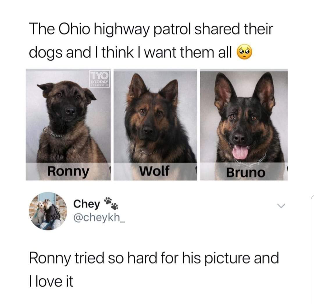 Meme - The Ohio highway patrol d their dogs and I think I want them all a Today Ears Old Ronny Wolf S Bruno Chey Ronny tried so hard for his picture and I love it