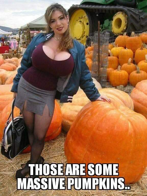 pumpkin - Those Are Some Massive Pumpkins..