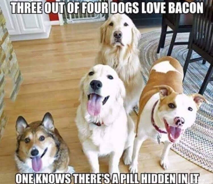 three out of four dogs love bacon - Three Out Of Four Dogs Love Bacon One Knows There'S Apill Hidden Init