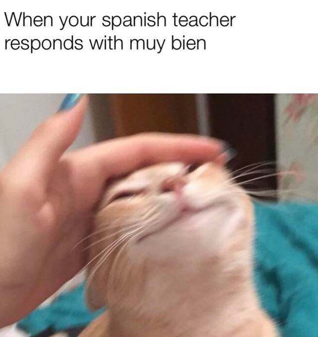 cat dank memes 2019 - When your spanish teacher responds with muy bien