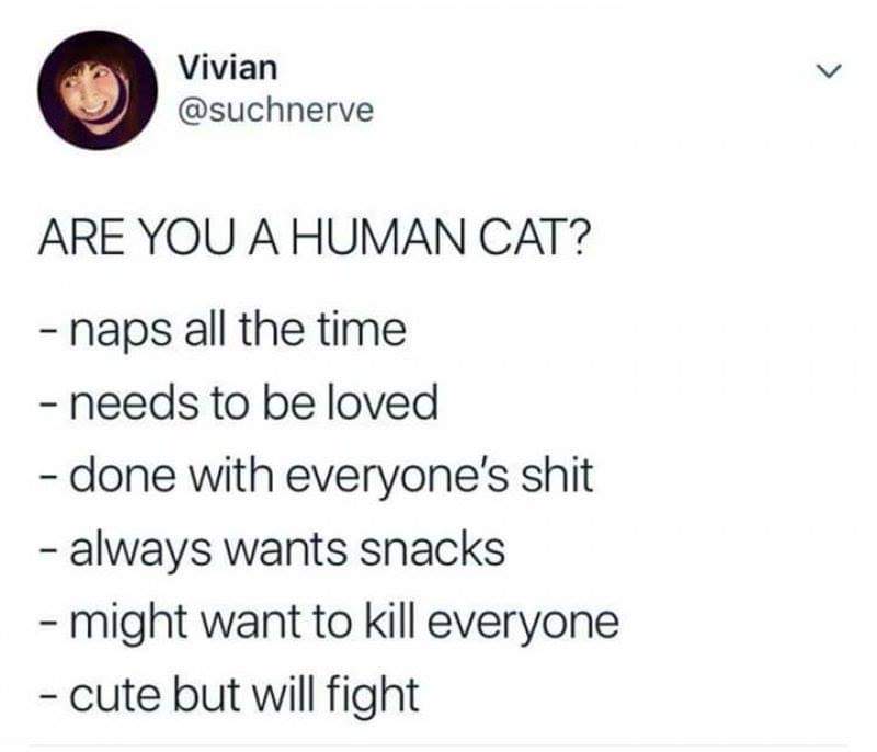 tell if you re a human cat - Vivian Are You A Human Cat? naps all the time needs to be loved done with everyone's shit always wants snacks might want to kill everyone cute but will fight