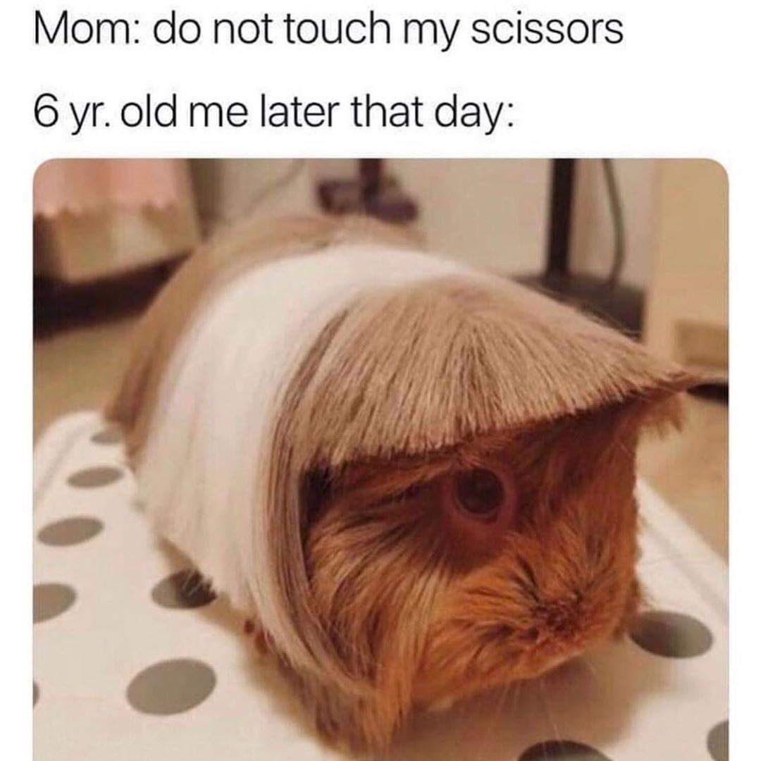 mom do not touch my scissors guinea pig - Mom do not touch my scissors 6 yr old me later that day