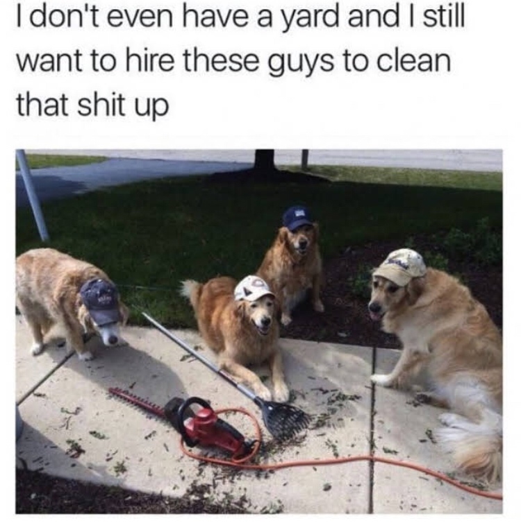 good morning memes for dads - I don't even have a yard and I still want to hire these guys to clean that shit up