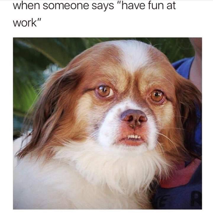small dog meme - when someone says "have fun at work"
