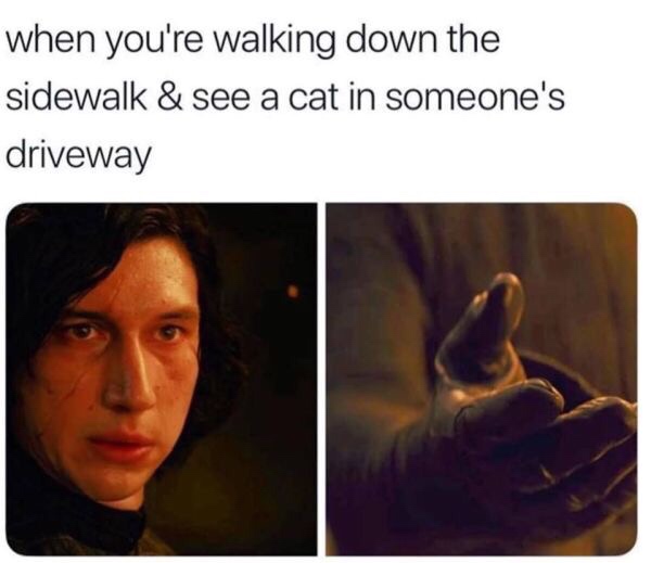 dank memes - when you're walking down the sidewalk & see a cat in someone's driveway