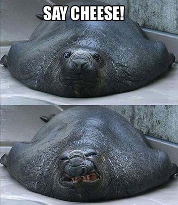 seal meme - Say Cheese!