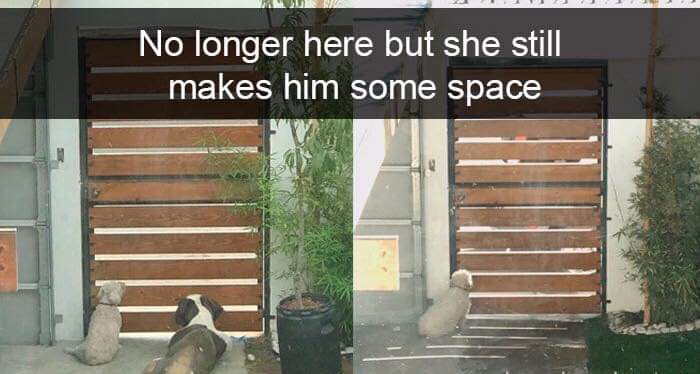 21 Awesome Good Boys Who Are Obviously Our Best Friends