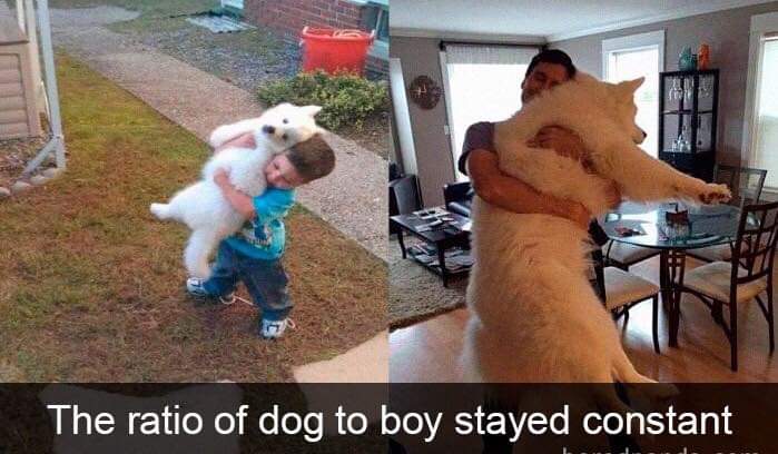 21 Awesome Good Boys Who Are Obviously Our Best Friends