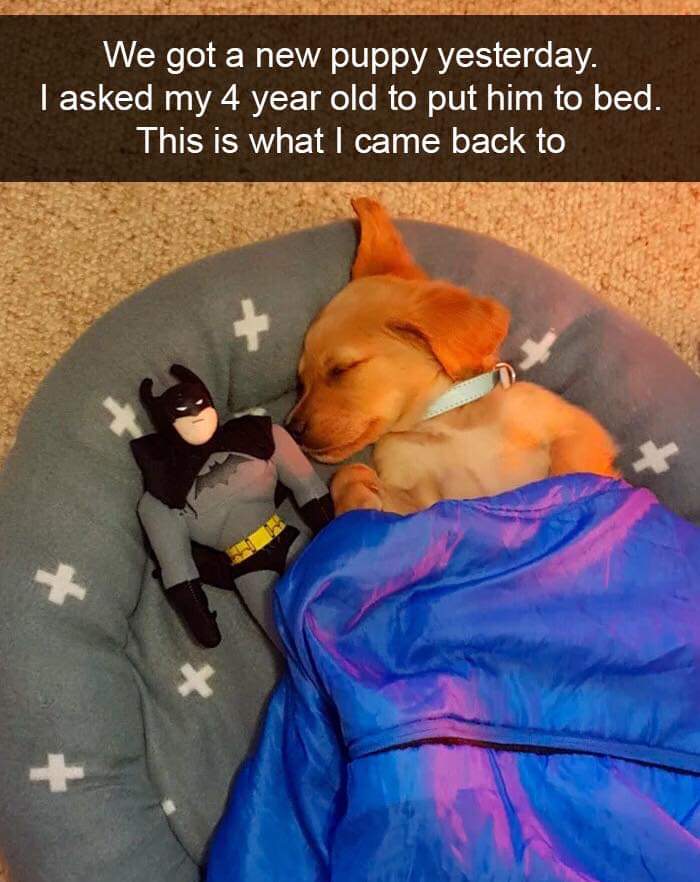 21 Awesome Good Boys Who Are Obviously Our Best Friends