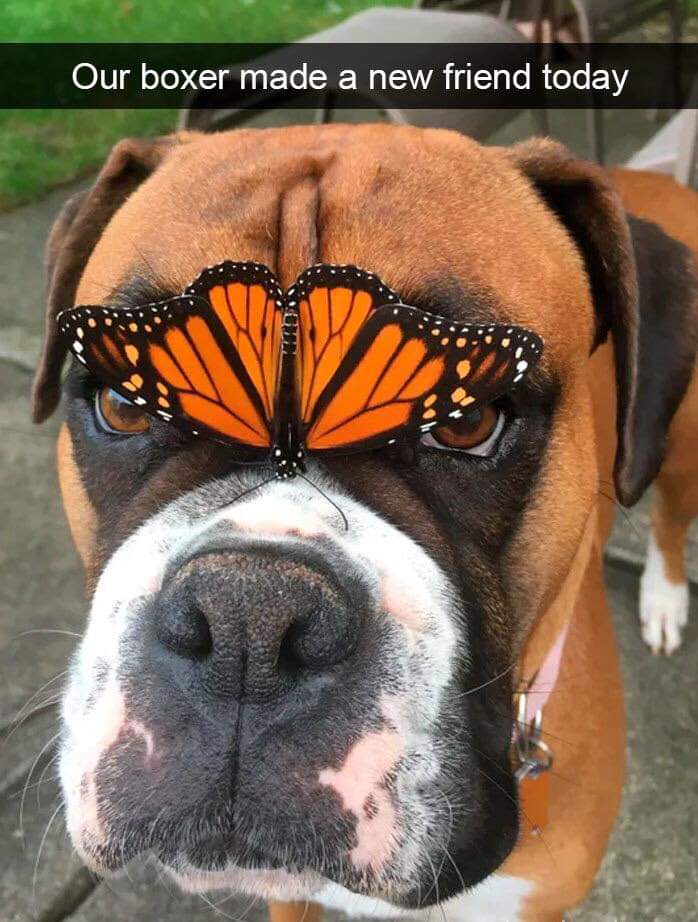 21 Awesome Good Boys Who Are Obviously Our Best Friends