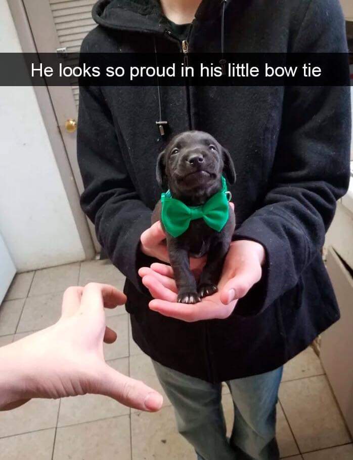 21 Awesome Good Boys Who Are Obviously Our Best Friends