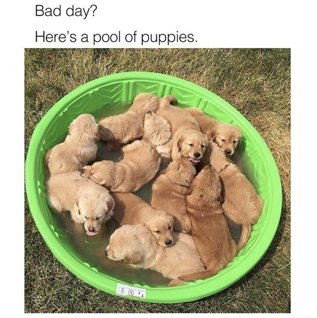 cute dog memes - Bad day? Here's a pool of puppies.
