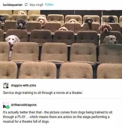 service dogs theater - lucidaquarian bbyvirgo doggoswithjobs Service dogs training to sit through a movie at a theater. bedriftwooddragons It's actually better than that the picture comes from dogs being trained to sit through a Play.. which means there a