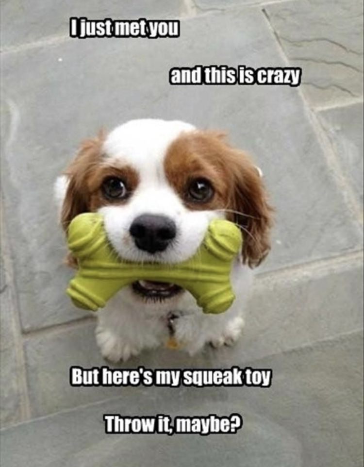 funny baby animals - I just met you and this is crazy But here's my squeak toy Throw it, maybe?