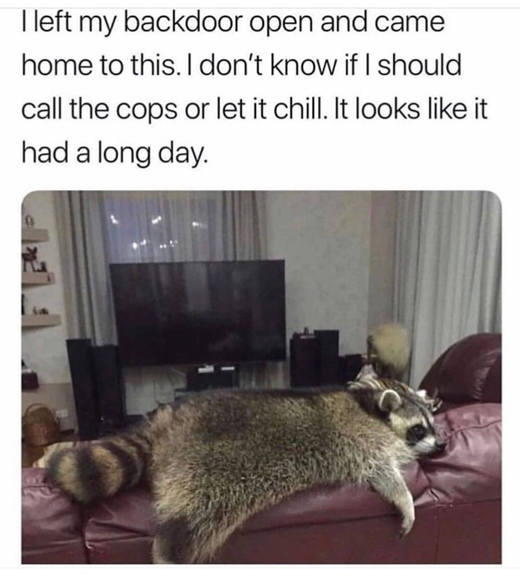 raccoon memes - I left my backdoor open and came home to this. I don't know if I should call the cops or let it chill. It looks it had a long day.