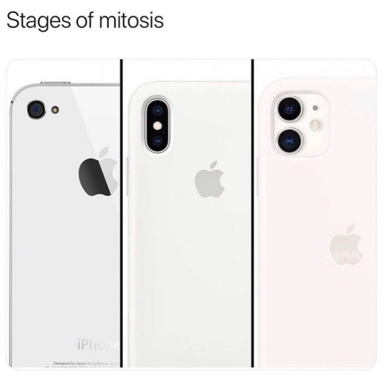 iphone 11 mitosis joke - Stages of mitosis