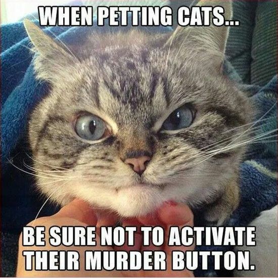 cats murder button - When Petting Cats... Be Sure Not To Activate Their Murder Button.