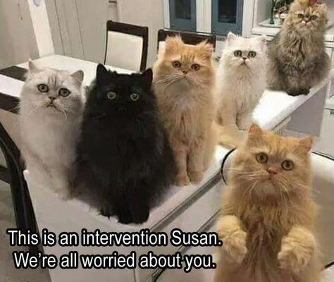 crazy persian cat - This is an intervention Susan. We're all worried about you.