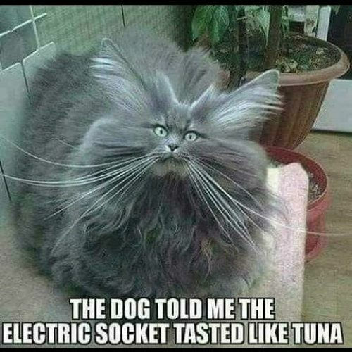 cat fur humidity - The Dog Told Me The Electric Socket Tasted Tuna