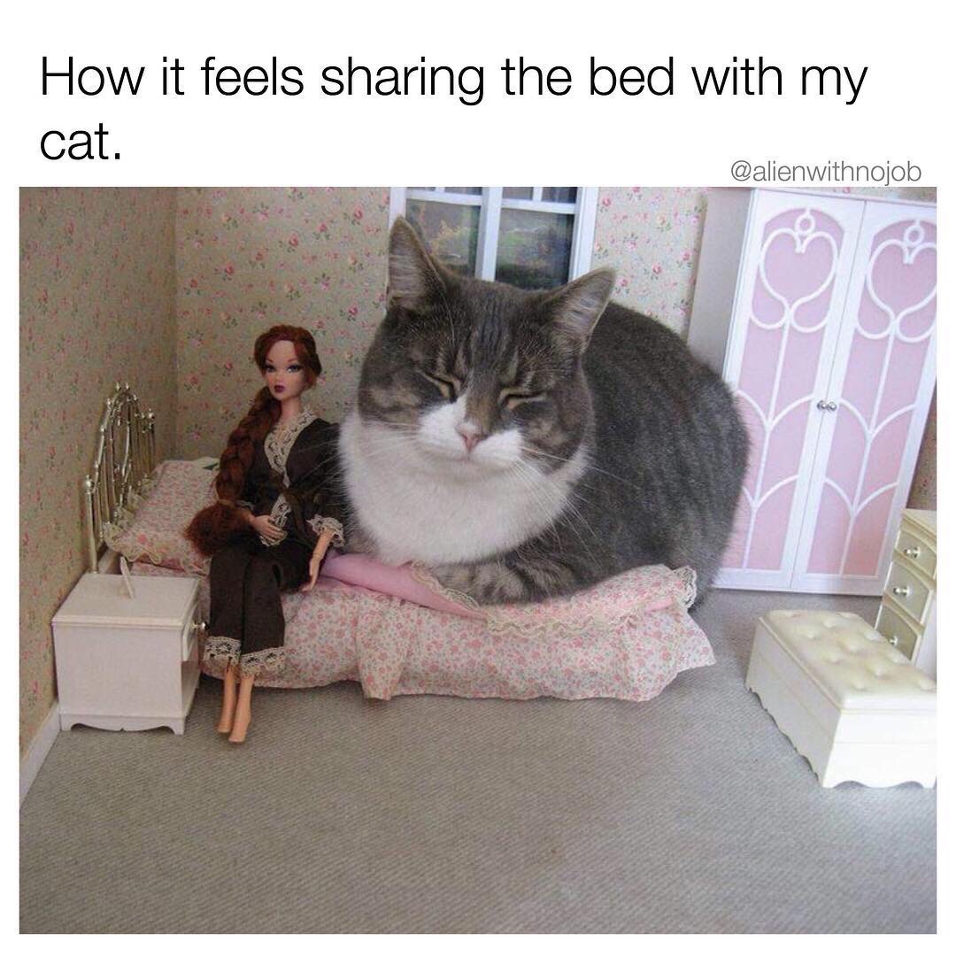 feels sharing the bed with my cat - How it feels sharing the bed with my cat. Su