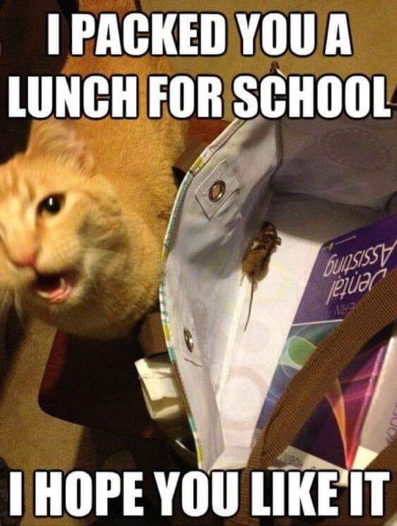 funny cat memes clean - I Packed You A Lunch For School Osisst enar I Hope You It