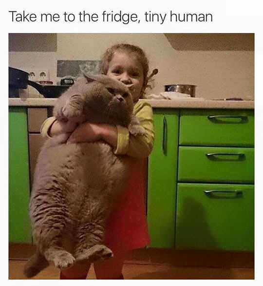 little girl with fat cat - Take me to the fridge, tiny human