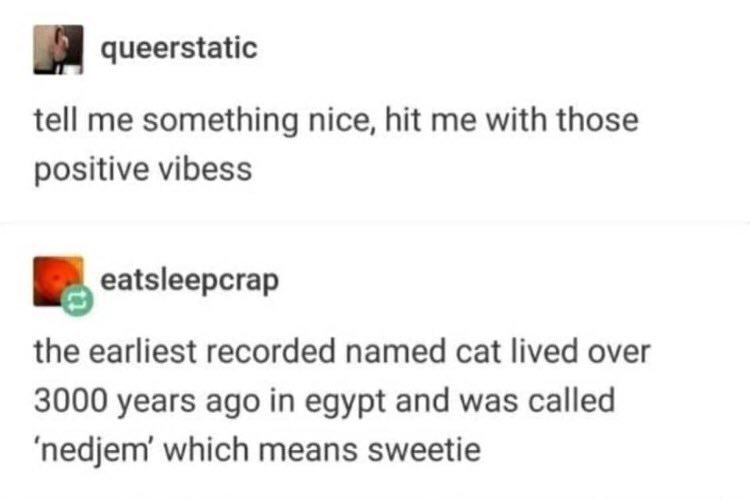 ex's dog meme - queerstatic tell me something nice, hit me with those positive vibess eatsleepcrap the earliest recorded named cat lived over 3000 years ago in egypt and was called 'nedjem' which means sweetie