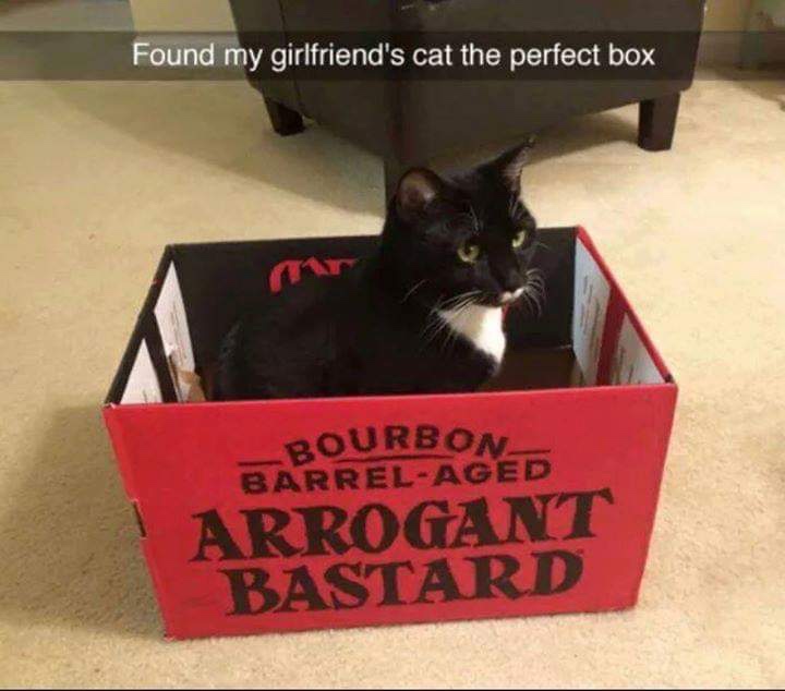 Siamese cat - Found my girlfriend's cat the perfect box Bourbon BarrelAged Arrogant Bastard