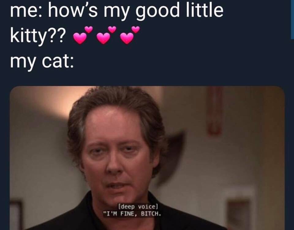 deep voice meme - me how's my good little kitty?? ?" my cat deep voice "I'M Fine, Bitch.