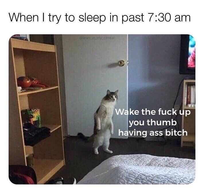 wake the fuck up you thumb having ass bitch - When I try to sleep in past my cereal Wake the fuck up you thumb having ass bitch
