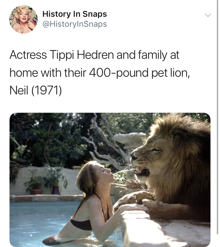 history photo - tippi hedren lion - History In Snaps Actress Tippi Hedren and family at home with their 400pound pet lion, Neil 1971